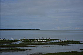 �P�A���Y�̊C�݂ɂ͊������L����A�R�V�O���y���J�����V��