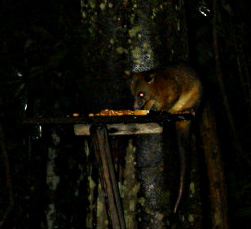 �a��ɗ����|�b�T��