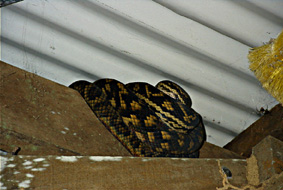 Amethystine Python�Ƃ����I�[�X�g�����A�ő��̃j�V�L�w�r