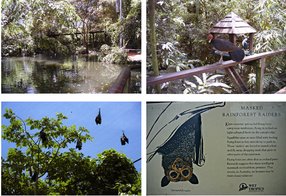 the rain forest habitat�ɂ̓I�[�X�g�����A�̔M�щJ�т̐������������Ă���