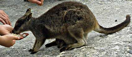 ���b�N�����r�[