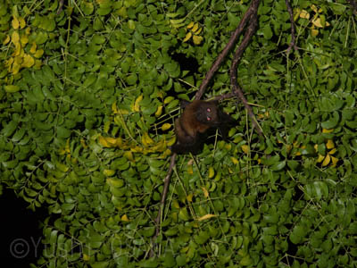 qIIRE, Pteropus hypomelanus,Island (or small) flying fox