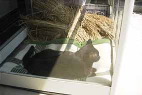 �������̂��D���ȃ`���R