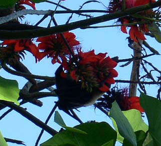 �f�C�S�ɗ����g���K�I�I�R�E����