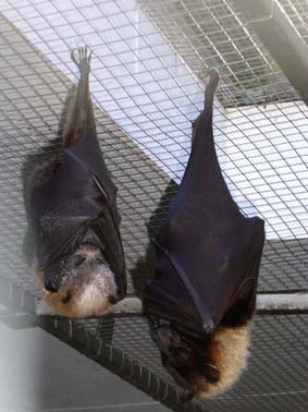 �T���A�I�I�R�E�����ƃg���K�I�I�R�E����