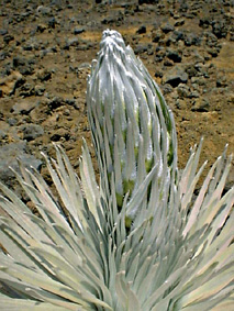 silversword�̂ڂ�