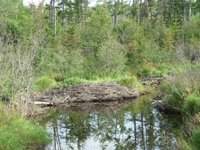 �r�[�o�[�̃_��