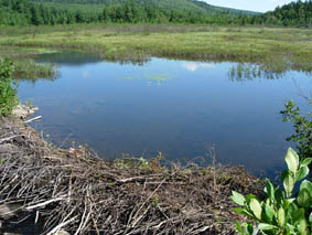 �r�[�o�[��