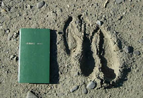 ���[�X�̑���