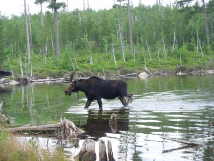 �Y�̃��[�X