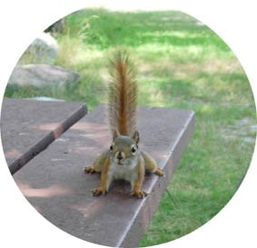 �Ȃɂ����傤����