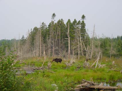 �����̃��[�X