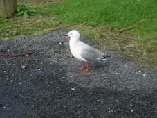 �������ԏ�̃M���J����