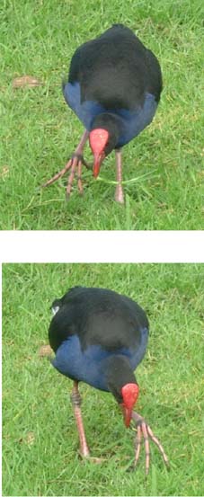 �Z�C�P�C�̓O����