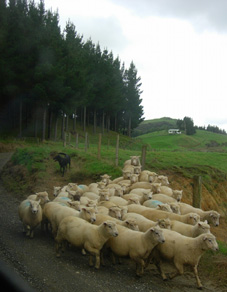 �R�E���������ɍs���r���ŗr�̌Q��Ƃ�������