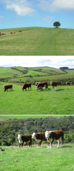 �q��̒���ʂ�R�[�X������