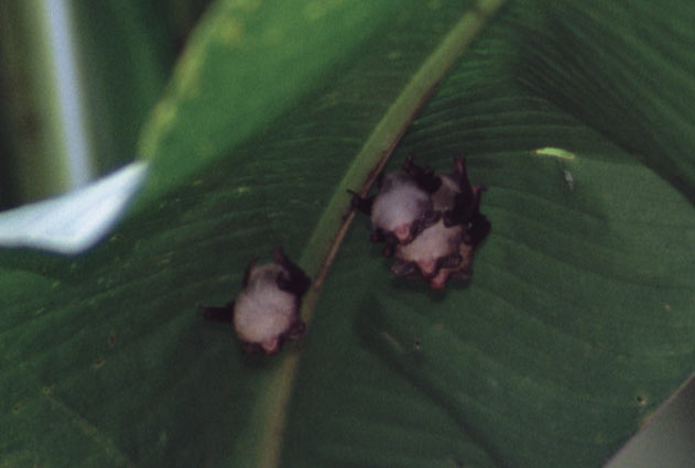 �N���T�V�I�R�E����