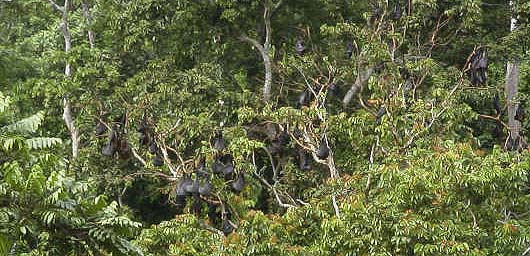 �J�Ԃ̌������̔M�щJ�тɂ̓r�X�}���N�I�I�R�E�����̃R���j�[��