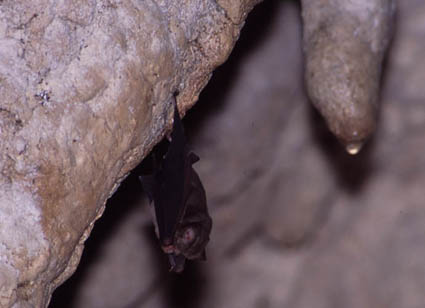 ���A�ɂ����R�E����