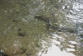 �V���a���Ƃ�ɂ���Ă���