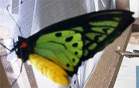 �F�N�₩�ȃg���o�l�`���E