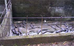 �ۏĂ��̏o�Ԃ�҂H���j