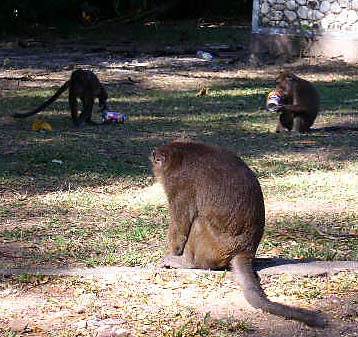 �t�B���s���U��