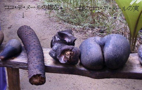 �R�R�E�f�E���[���̎��́A�Z�N�V�[�ȋȐ������Ă���