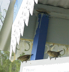 �J�h�肵�Ă���V���n���x�j�m�W�R�̐e�q