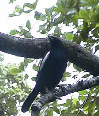 magpie robin�͂������΂Ō�����