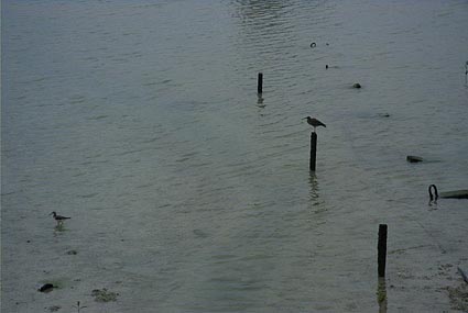 �����̃V�M