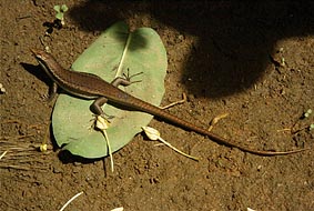 �N�[�U�����ɂ̓g�J�Q����������