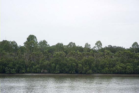 �u���Y�x����̃I�I�R�E�����R���j�[