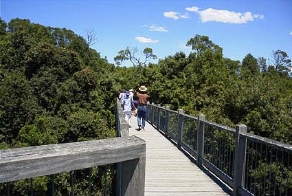 �M�щJ�т̎����ώ@�H