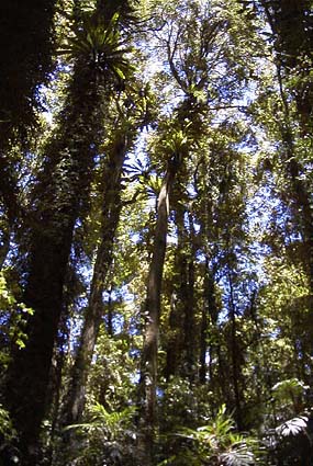 �h���[�S���������̌����ȉJ��