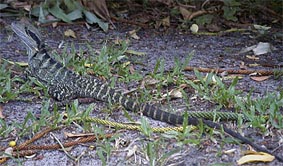 �I�I�g�J�Q�����낤�낵�Ă���