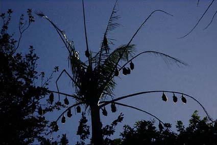 �����{���������A�����̃n�C�K�V���I�I�R�E����