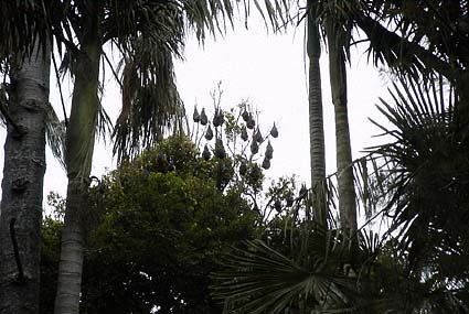 �����{�����A�����̃n�C�K�V���I�I�R�E����