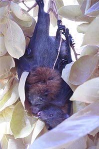 �x�[�����W�F���ł������e�q�̃n�C�K�V���R�E����