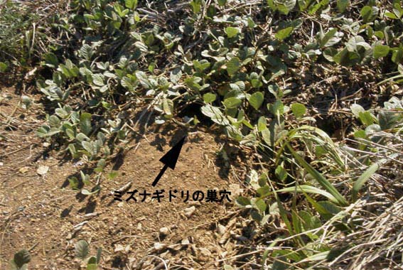 �~�Y�i�M�h���̌��������̂������΂܂ł���