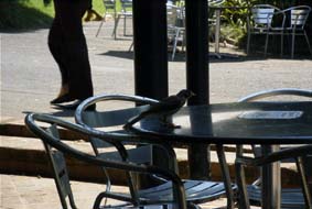 �J�t�F�ɗ���J�o�C���n�b�J