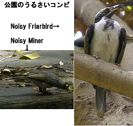 �����̂��邳���R���r