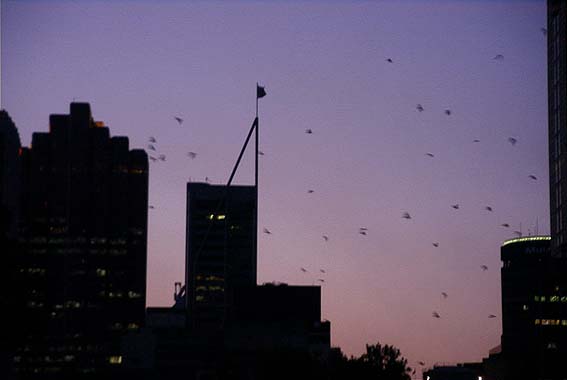 �V�h�j�[�̒��̏���ԃI�I�R�E����