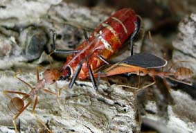 �U���I�ȓ��H�A��������