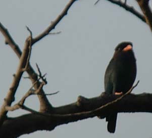 �u�b�|�E�\�E�͓��{�ł͒����A�����ł͕��ʎ�