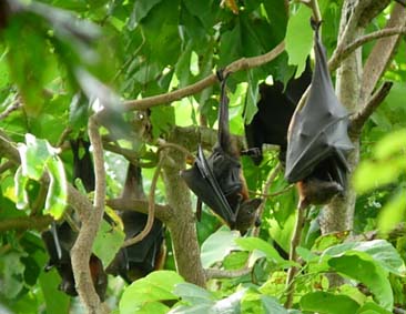 �������O���̃q���I�I�R�E����