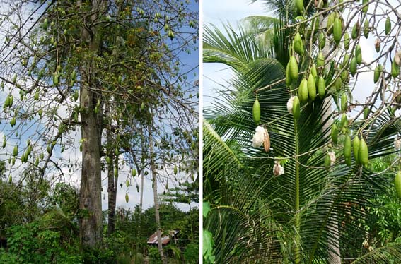 �J�|�b�N�͓��H�����ɂ��������Ō�������B