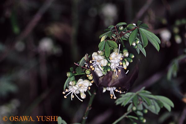 �J�|�b�N�̉Ԃɗ����R�E����