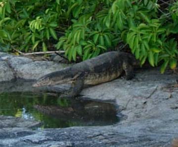 �a�����炢�ɏo�Ă����I�I�g�J�Q