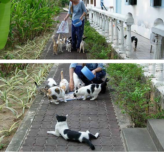 �g���s�J�����]�[�g�̔L����